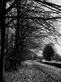 Road amidst trees in forest