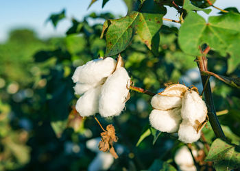 Close-up of white flower growing on tree