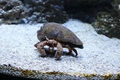 Close-up high angle view of crab