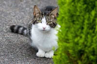 Portrait of tabby cat