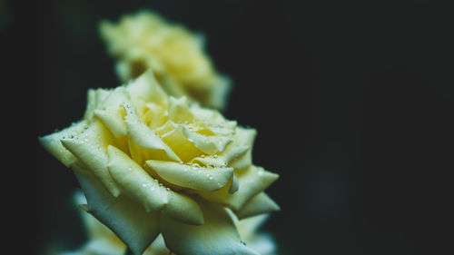 Close-up of yellow rose flower against black background