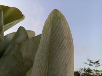leaf