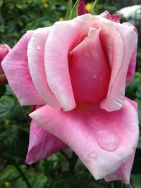 Close-up of pink rose