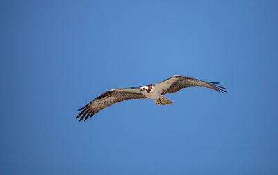 Osprey spreads its wings to fly across a blue sky.