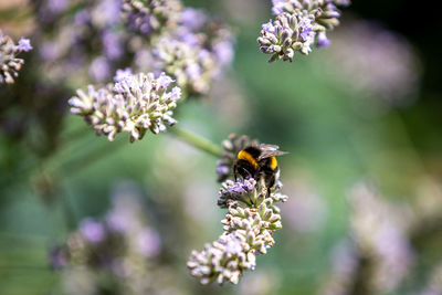 Close-up of bumblebee pollinating on flower