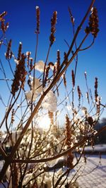 Low angle view of flower tree against sky