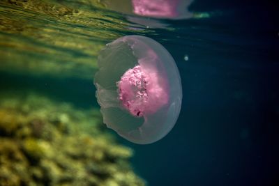 Close-up of jellyfish swimming in sea