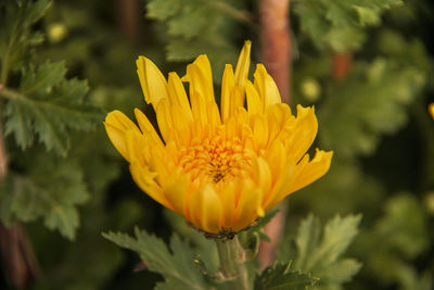 Close-up of yellow flower