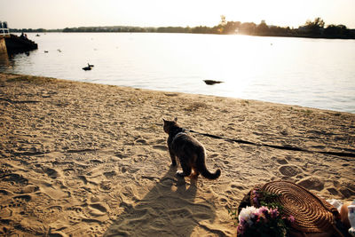 View of dog on beach