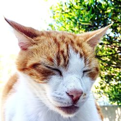 Close-up of a cat