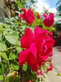 Close-up of pink flowering plant