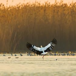 Bird flying over the sea