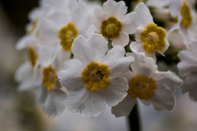 Close-up of white flowers blooming outdoors