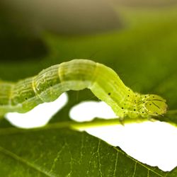 Close-up of insect on leaf