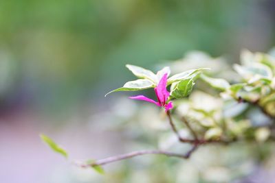 Close-up of pink flowering plant