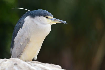 Close-up of a bird perching on rock