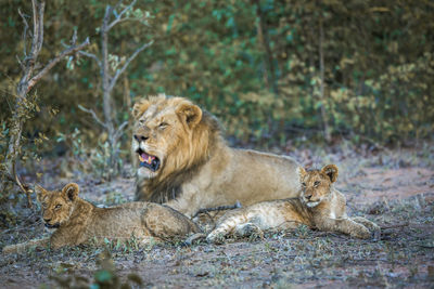 View of cats on the ground