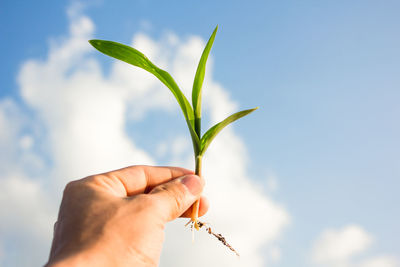 Cropped hand of man holding plant against sky