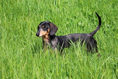 Black dog lying on grass