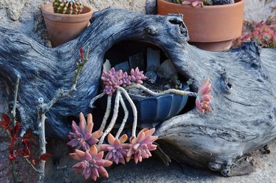 Close-up of cat on potted plant