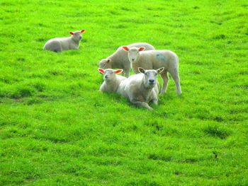 View of a sheep on grassy field