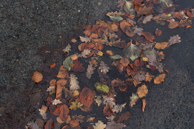 High angle view of maple leaves on street