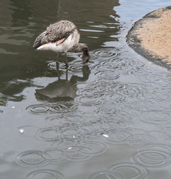 High angle view of duck swimming in lake