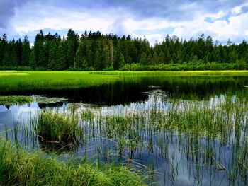 Scenic view of lake in forest against sky