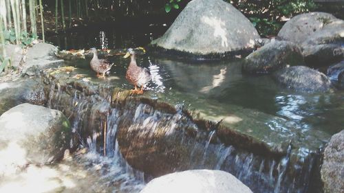 River flowing through forest