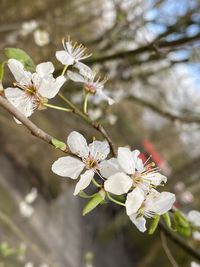 Close-up of cherry blossoms in spring