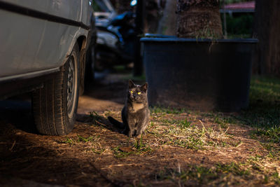 Portrait of cat sitting outdoors