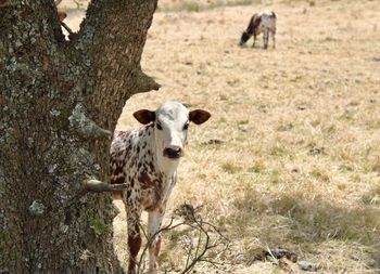 Portrait of sheep in a field