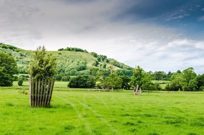 Trees on field against sky