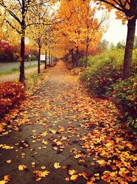 Autumn trees in park