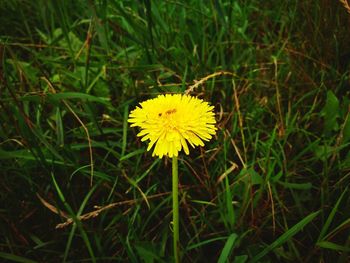 Close-up of yellow dandelion flower on field