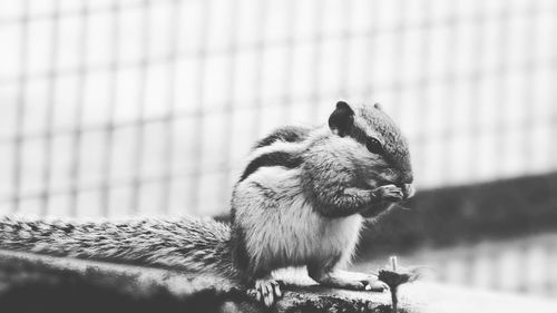 Close-up of squirrel