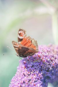 Close-up of butterfly pollinating on purple flower