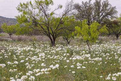 White flowering plants on field