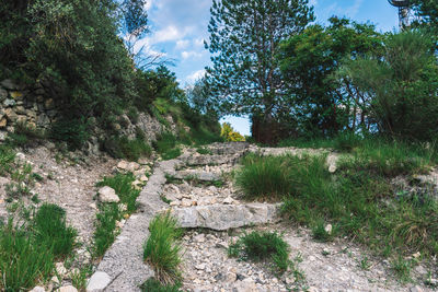 Footpath amidst trees against sky