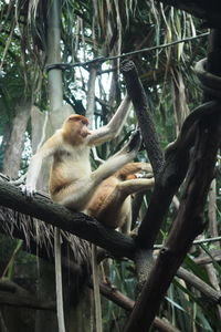 Low angle view of monkey sitting on tree in forest