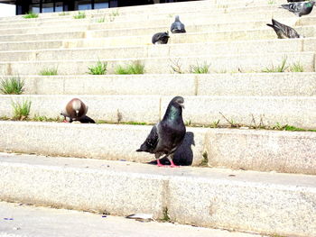 Pigeon perching on staircase