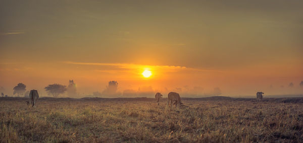 Scenic view of field against sky during sunset