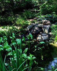 Trees growing in forest