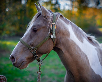 Close-up of horse on field