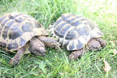 Close-up of turtle on field