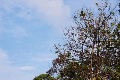 Low angle view of flowering tree against sky