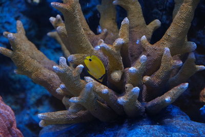 Close-up of fish in sea