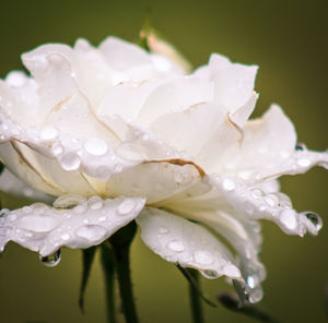 Close-up of water drops on flower