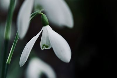 Close-up of white flowering plant