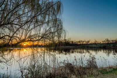 Reflection of bare trees in lake during sunset